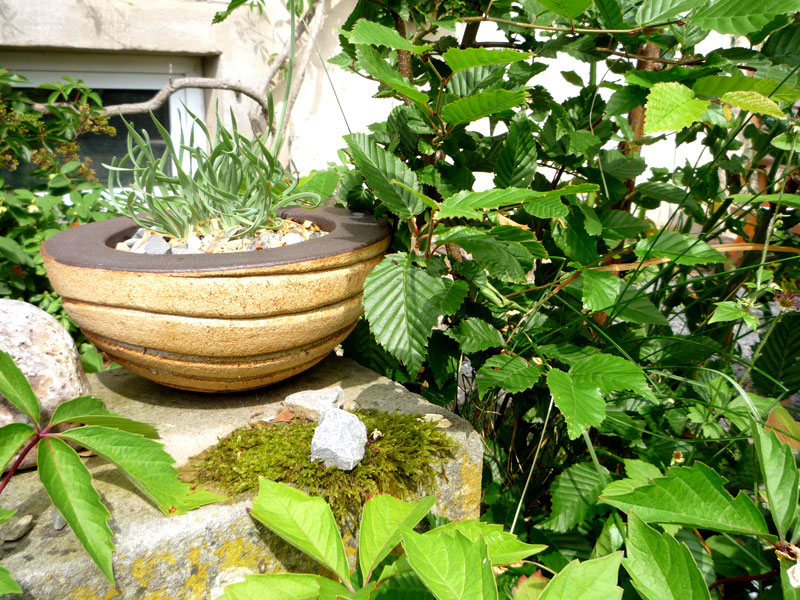 P1010264.jpg - Pflanzschalen