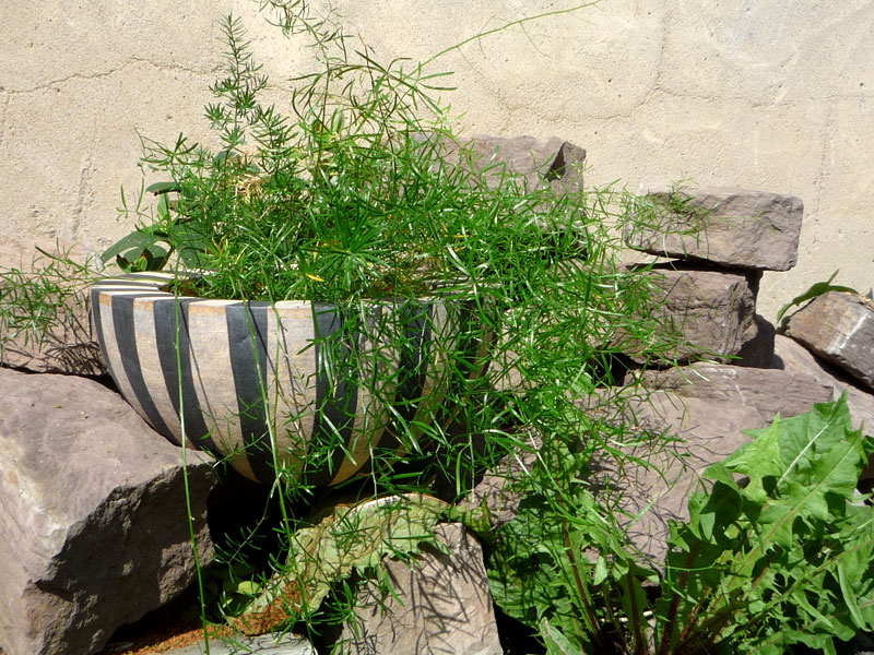 P1010312.jpg - ... oder im Steingarten