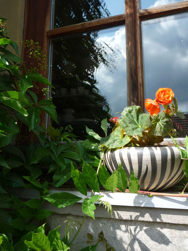 P1010318.jpg - ...unsere Pflanzschalen machen immer eine gute Figur